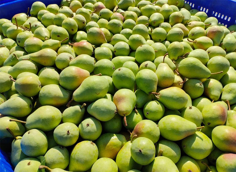 Pagina Facebook Società Agricola Le Querce